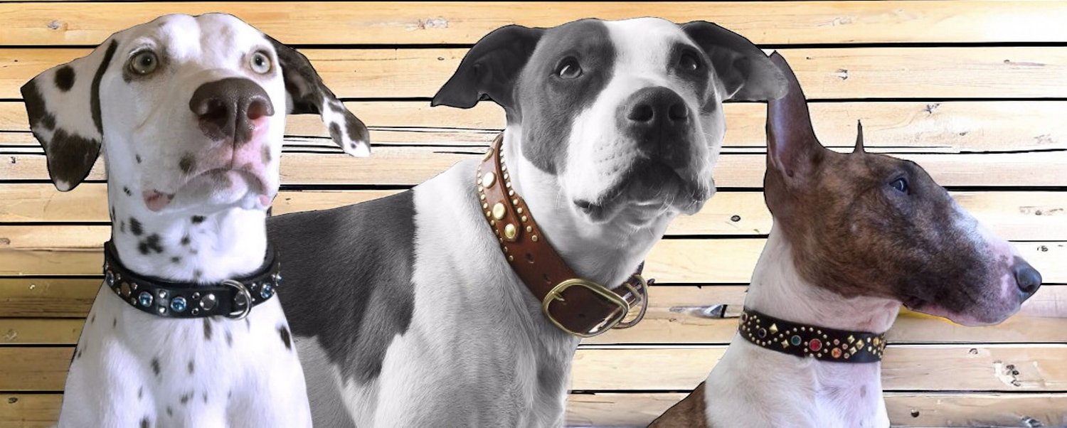 two dogs wearing high end dog collars