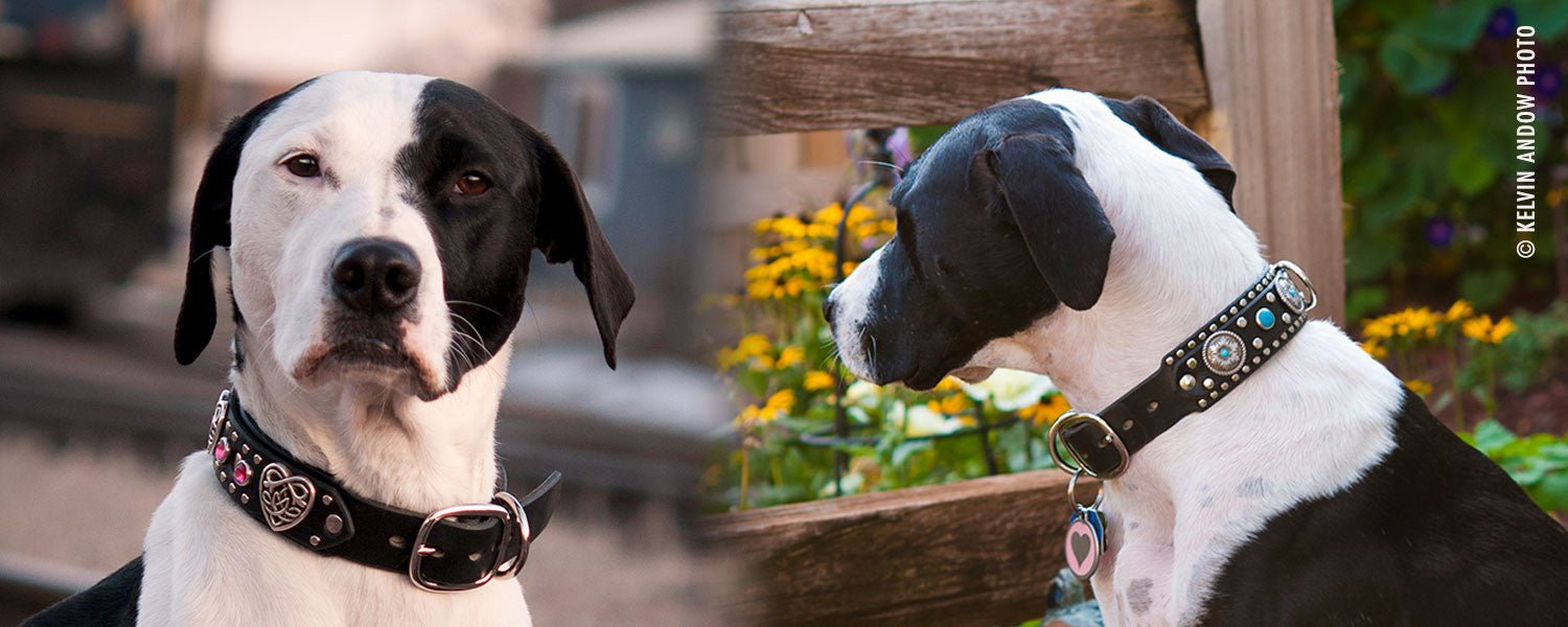 personalized dog collars on two dogs facing each other