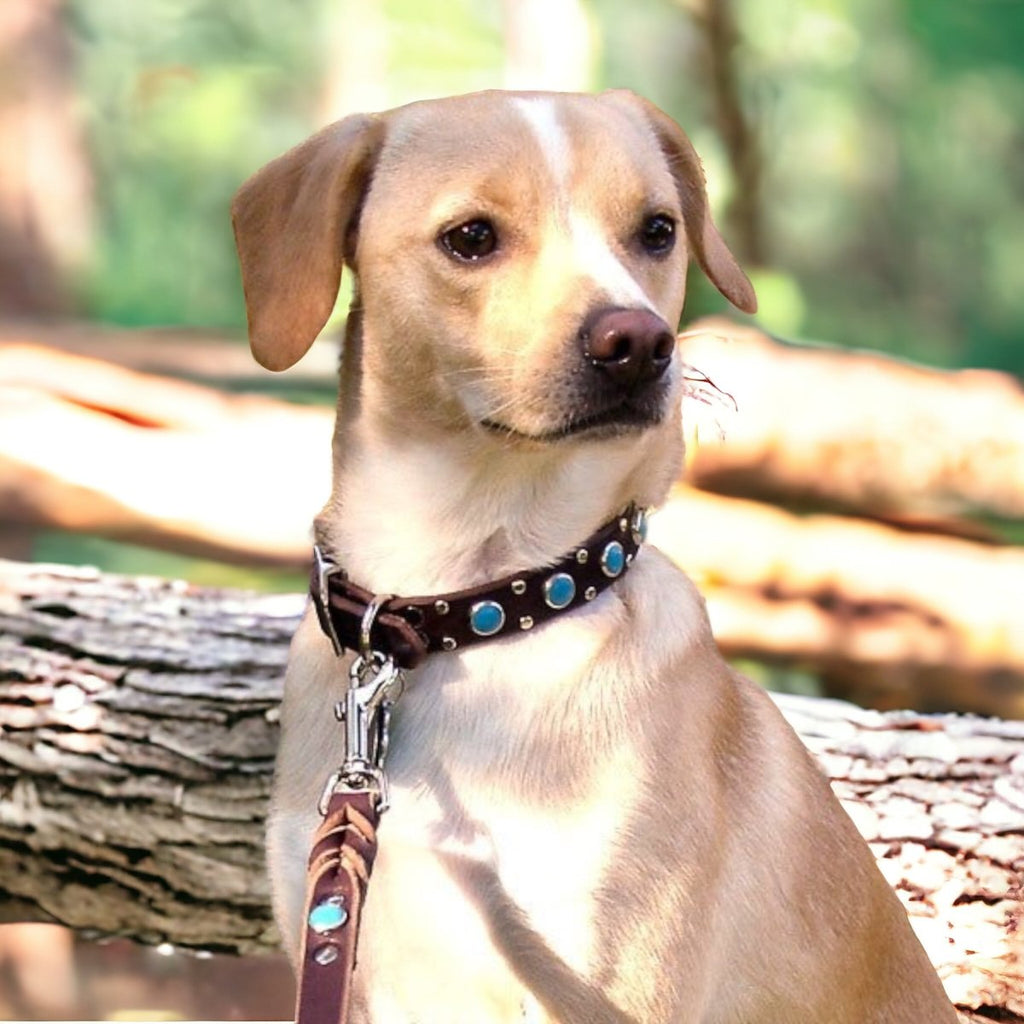 #leather-dog-collars# - #karma-collars#