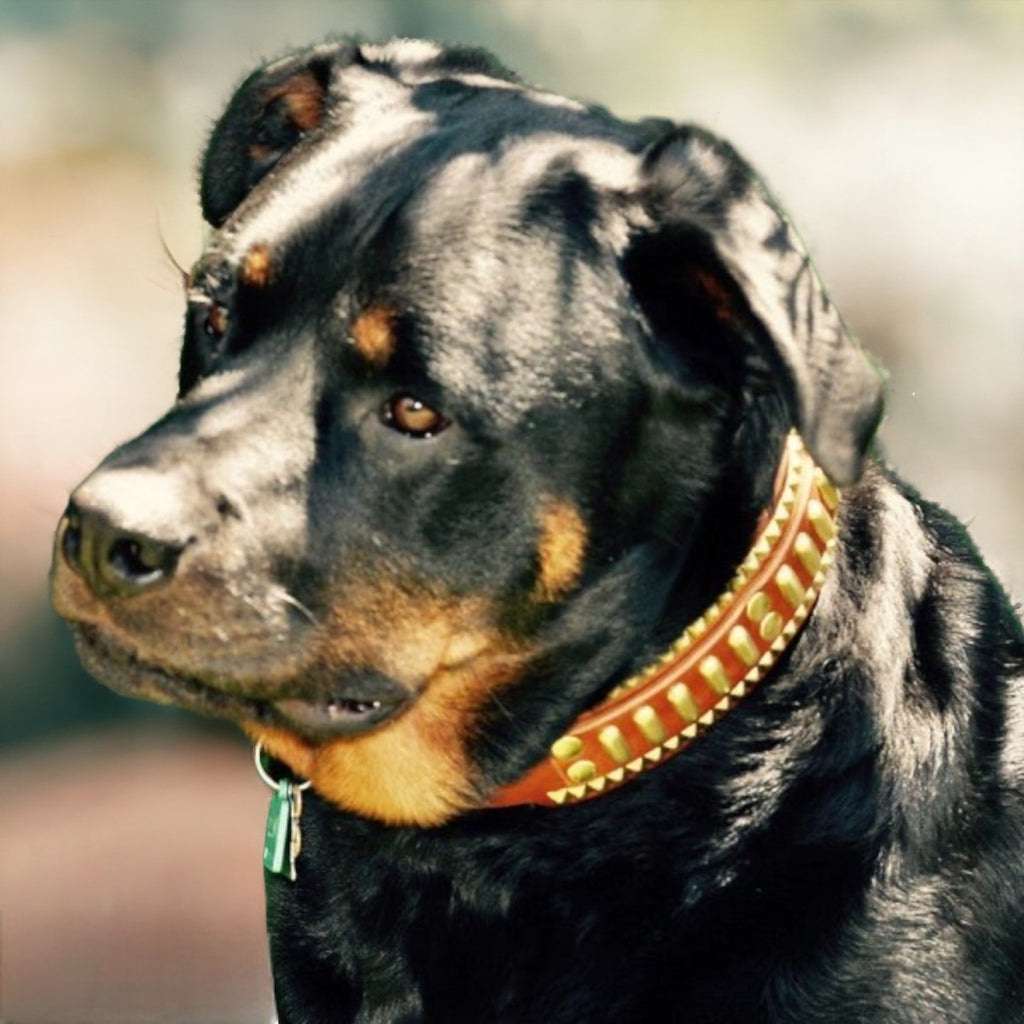 #leather-dog-collars# - #karma-collars#