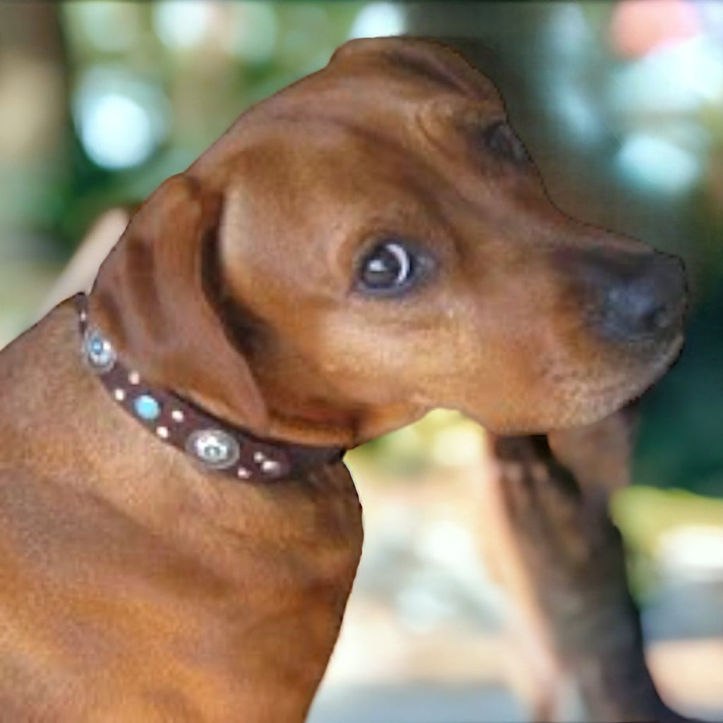 #leather - dog - collars# - #karma - collars#