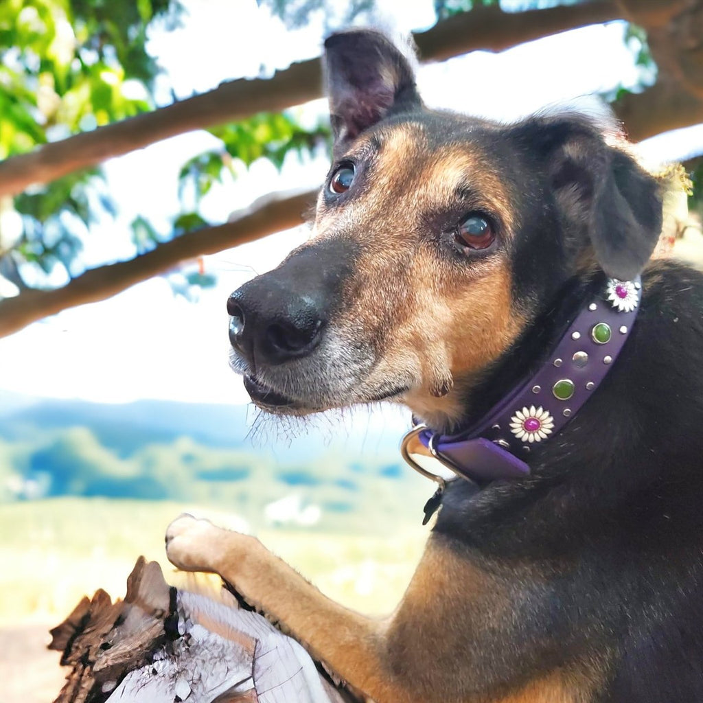 #leather-dog-collars# - #karma-collars#