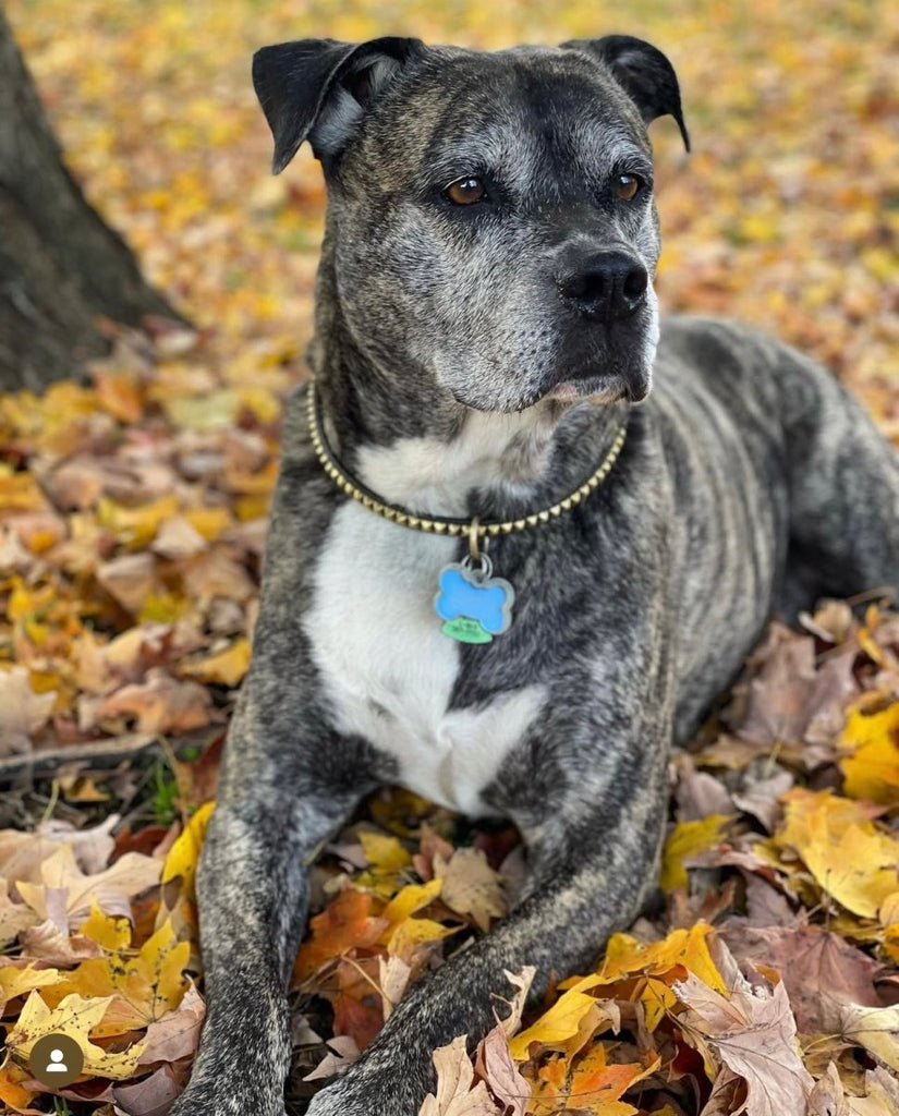 leather - dog - collars - karma - collars