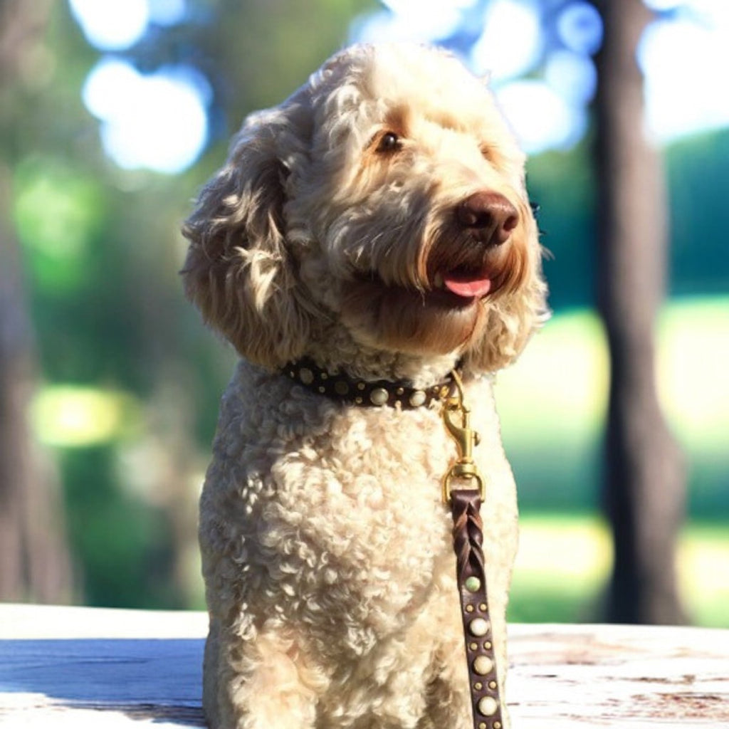 #leather-dog-collars# - #karma-collars#