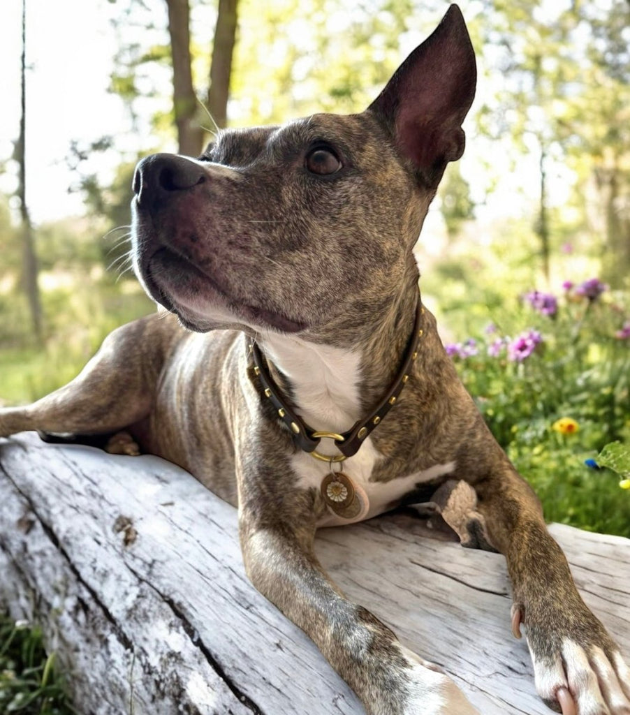 #leather - dog - collars# - #karma - collars#