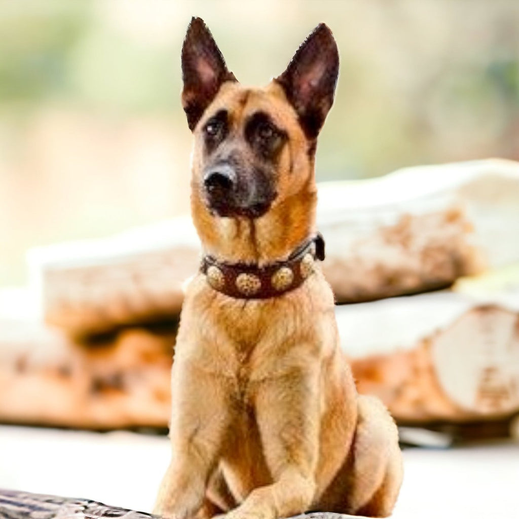 #leather-dog-collars# - #karma-collars#