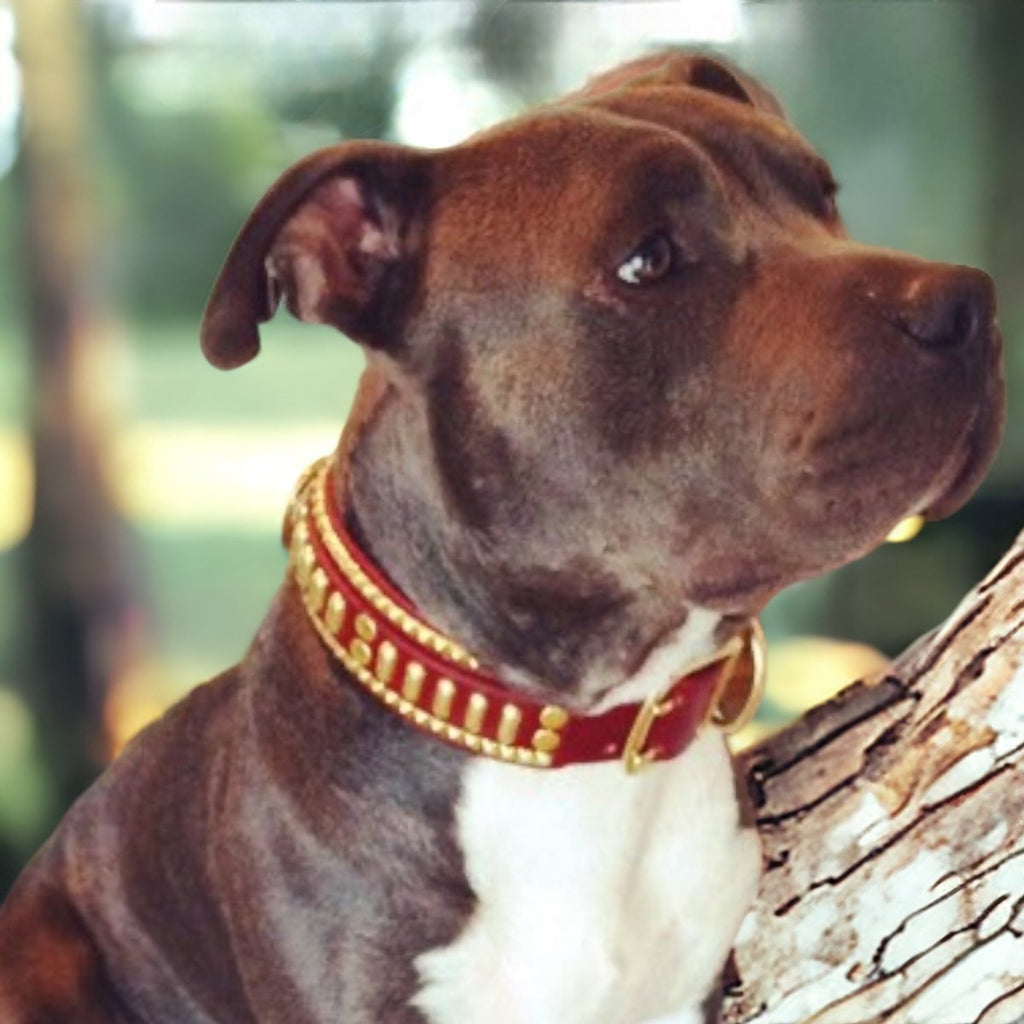 #leather-dog-collars# - #karma-collars#