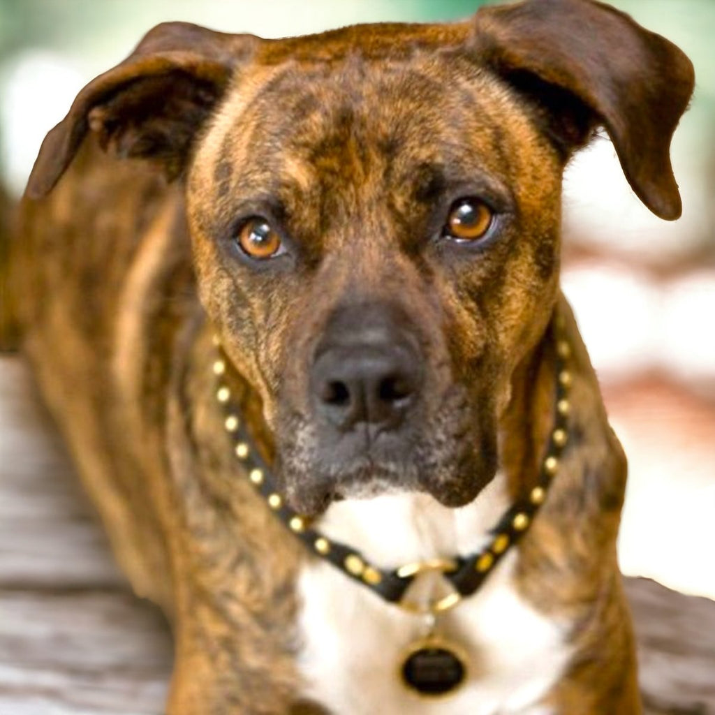 #leather-dog-collars# - #karma-collars#