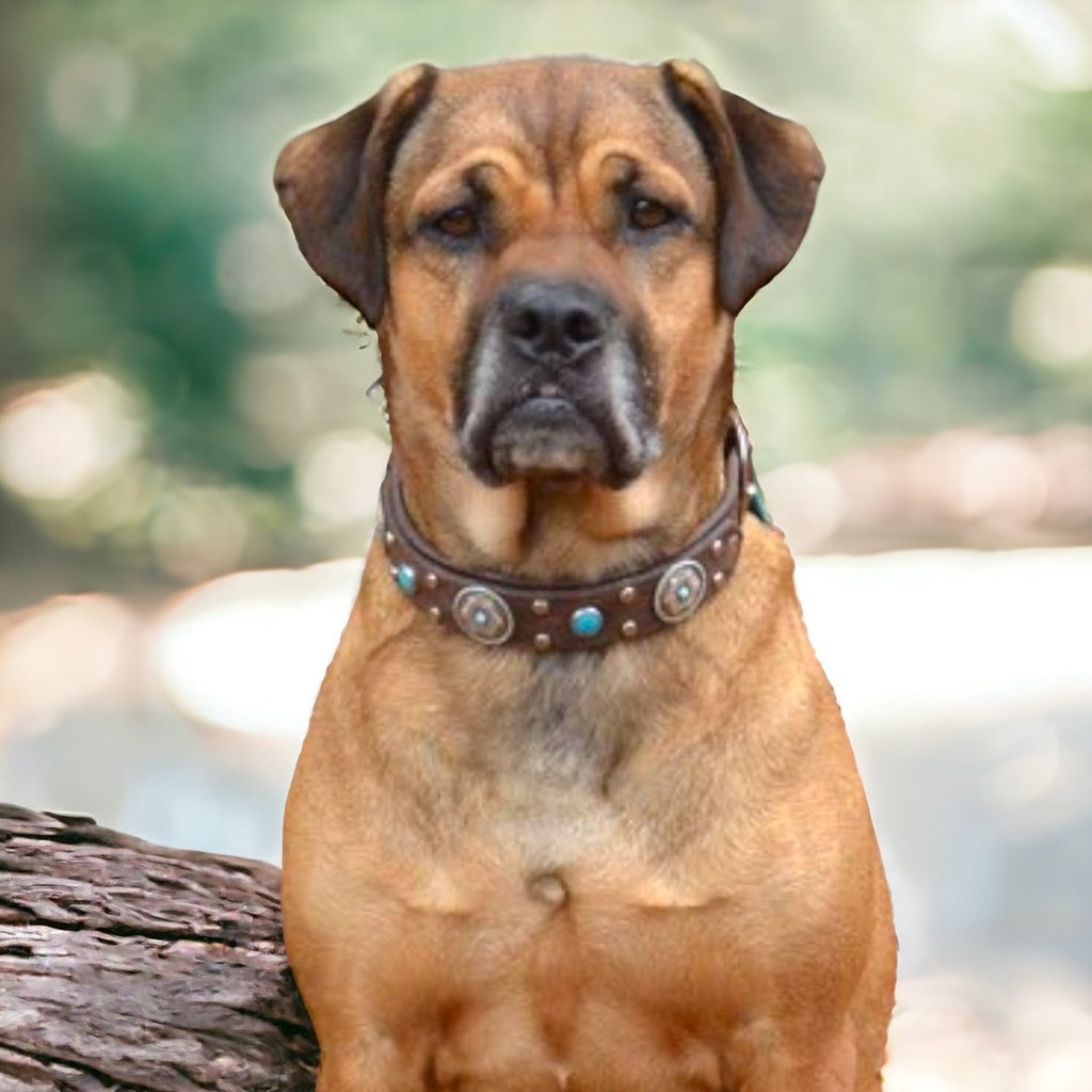 #leather - dog - collars# - #karma - collars#