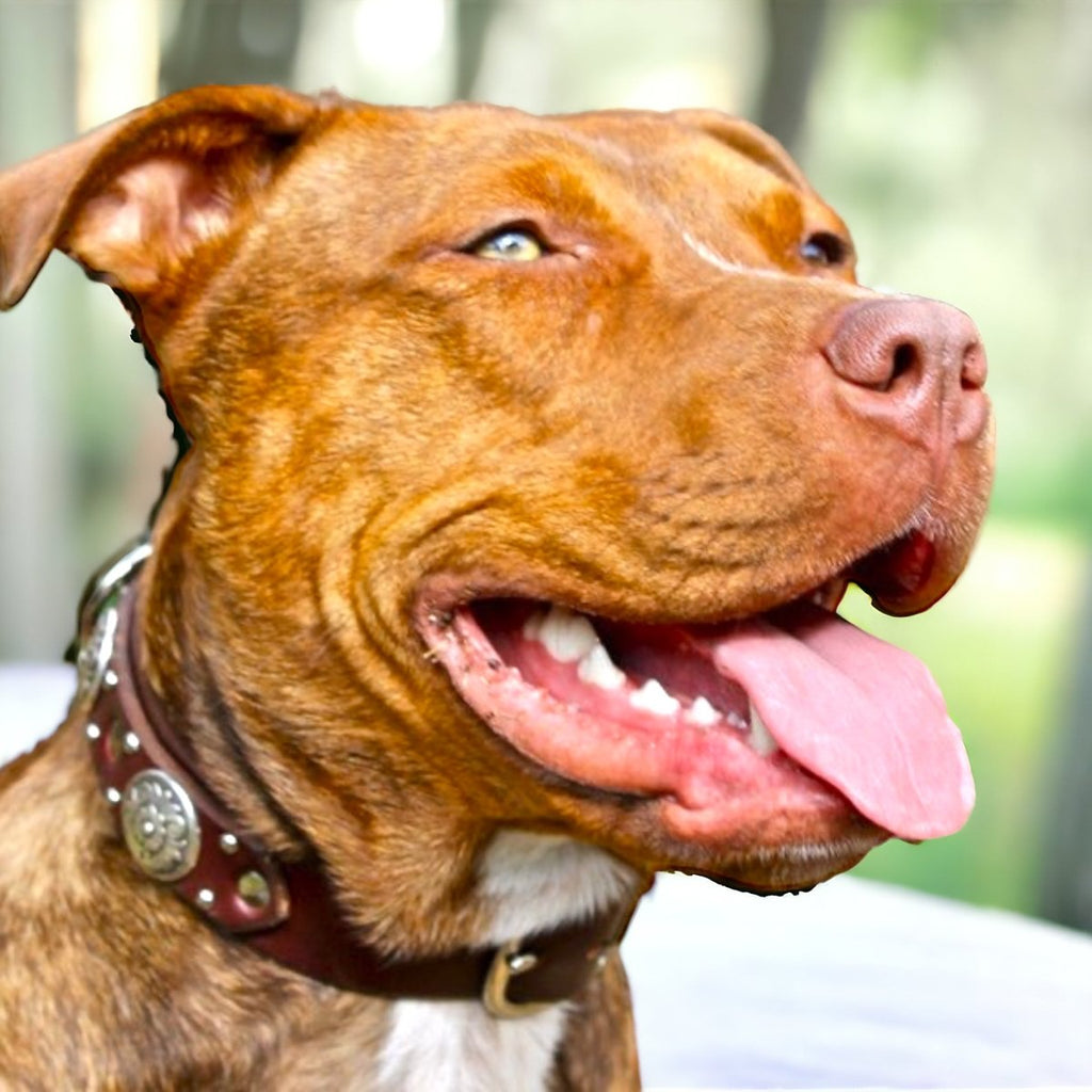 #leather-dog-collars# - #karma-collars#