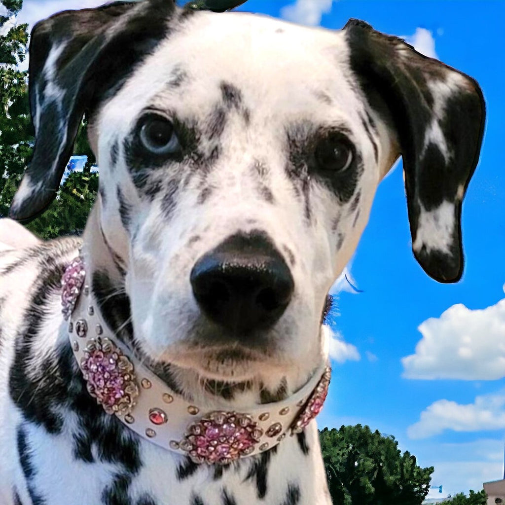 #leather - dog - collars# - #karma - collars#