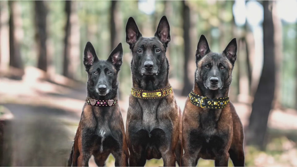 Karma Collars