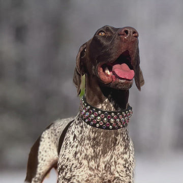 designer leather collar on dog wearing the collar