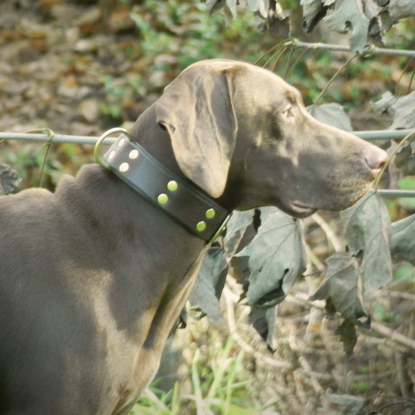 Highlands ID Tag Holder – Karma Collars: Custom Leather Dog Collars