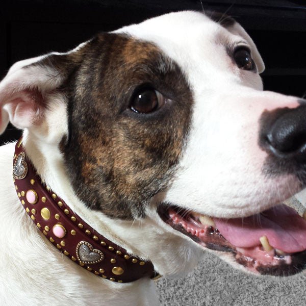 Dog, St Louis Cardinals Leather Stitched Dog Collar Size Medium
