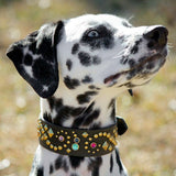 Dalmatian dog wearing designer leather dog collar