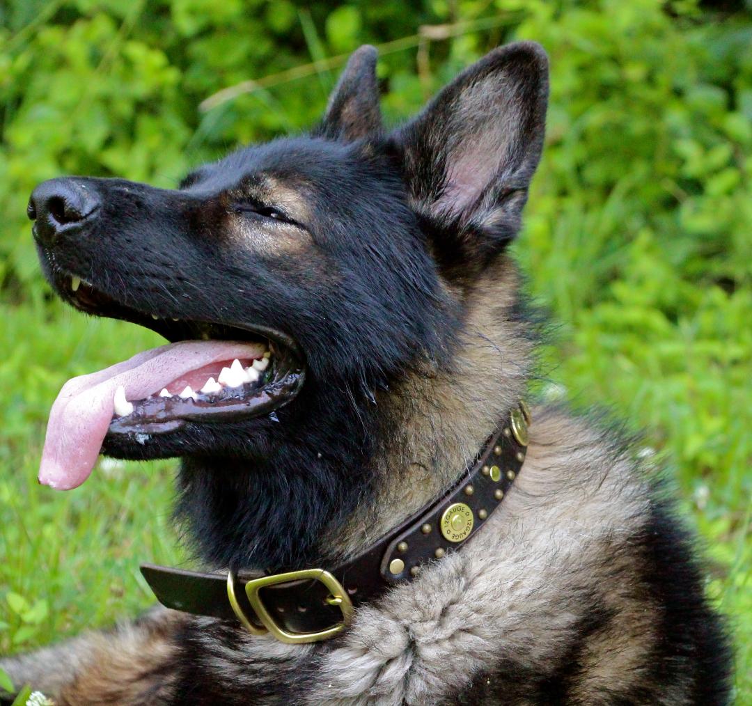 Legend Leather Dog Collar  Karma Collars: Custom Leather Dog Collars